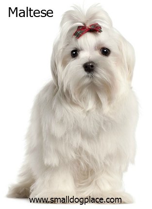 Maltese:  Small gentle dog breed good with children