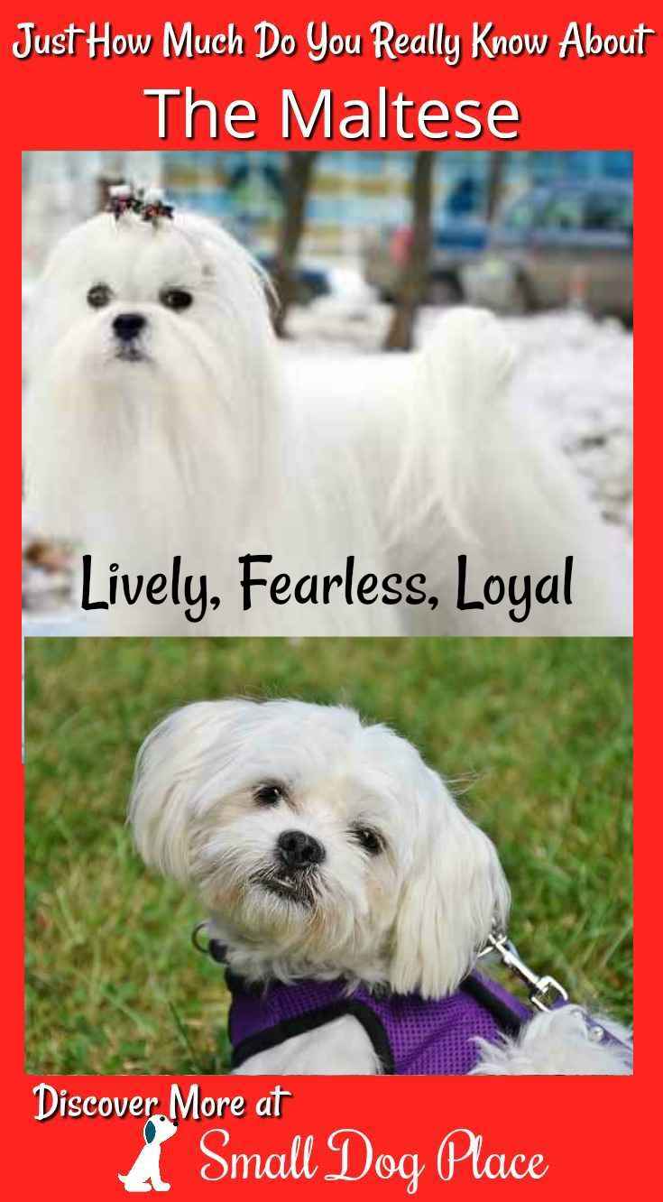 How much do you know about the Maltese Dog Breed?  Find out at Small Dog Place