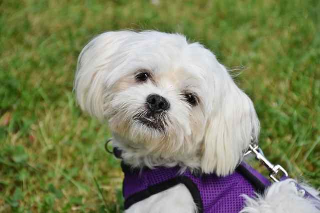 This gentle mild mannered breed can be an excellent candidate for therapy work (Maltese)