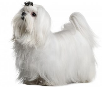 Fluffy Small Breed Dogs