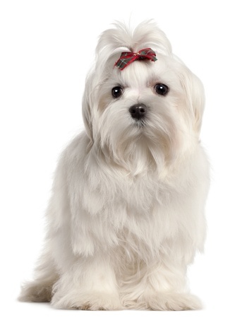 History of the Maltese Dog