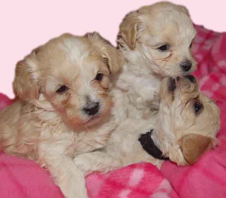 Three Maltipoo puppies playing together (Maltese and Toy Poodle Mix)