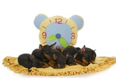 Manchester Terrier Puppies Manchester Terrier Puppies
