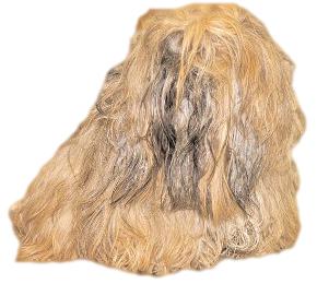 Matted Dog? Ten Tips for Removing Mats from your dog's Coat