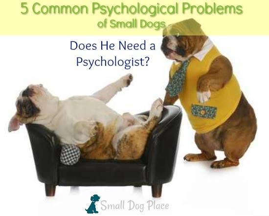 Five Common Psychological Problems observed in small breed dogs.