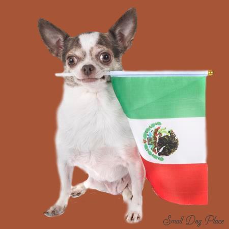 a mexican dog
