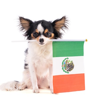 A small Chihuahua has a mexican flag in his mouth
