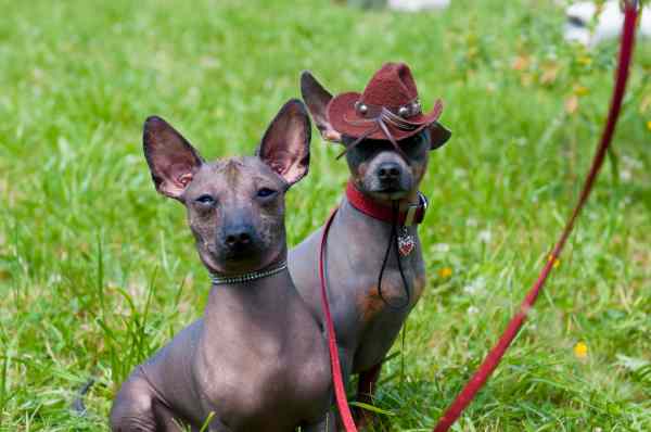 are mexican hairless dogs good pets