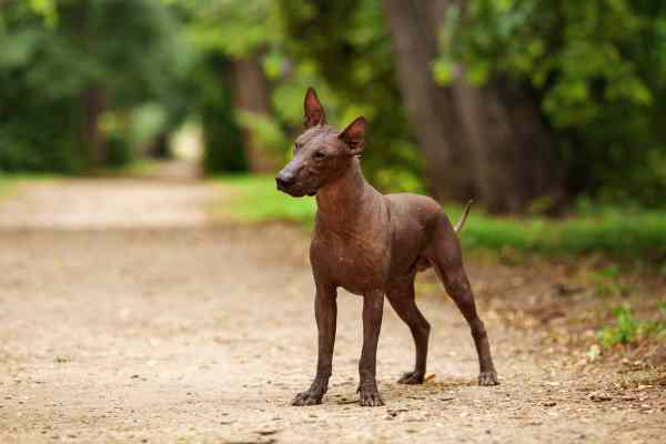 The Mexican Hairless Dog