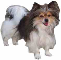 small non-shedding dogs - small dog place