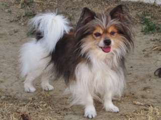 miki dog breed