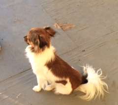 Smooth coat mi ki sales dog