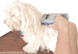 Microchip Your Dog