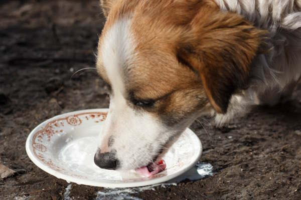 A dog is lapping milk from a shallow bowl. A dog is lapping milk from a shallow bowl.