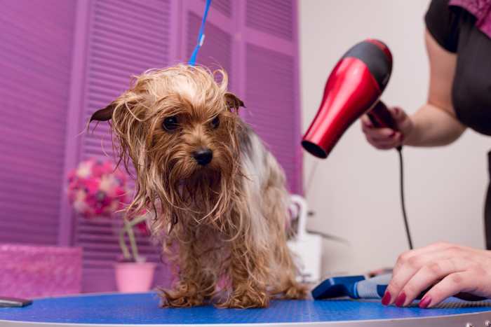A small Yorkshire Terrier is shown being blown dry after a bath