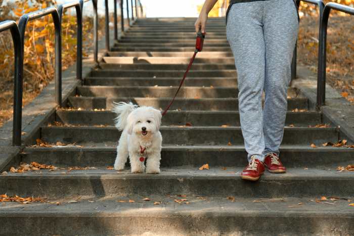 A dog on a walk with his mom is shown coming down the steps.