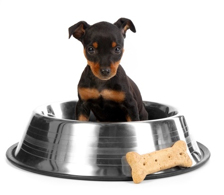 Best Puppy Foods