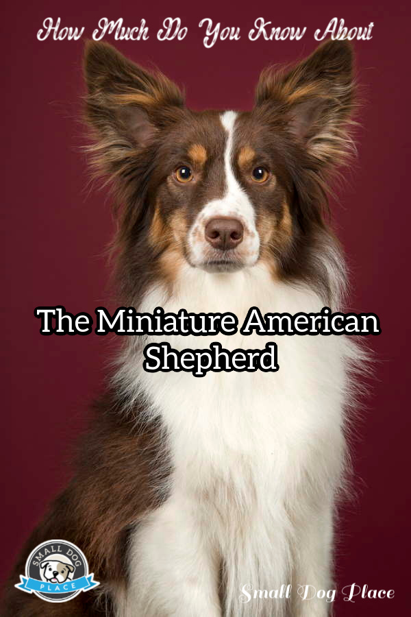 Miniature American Shepherd Pin Image