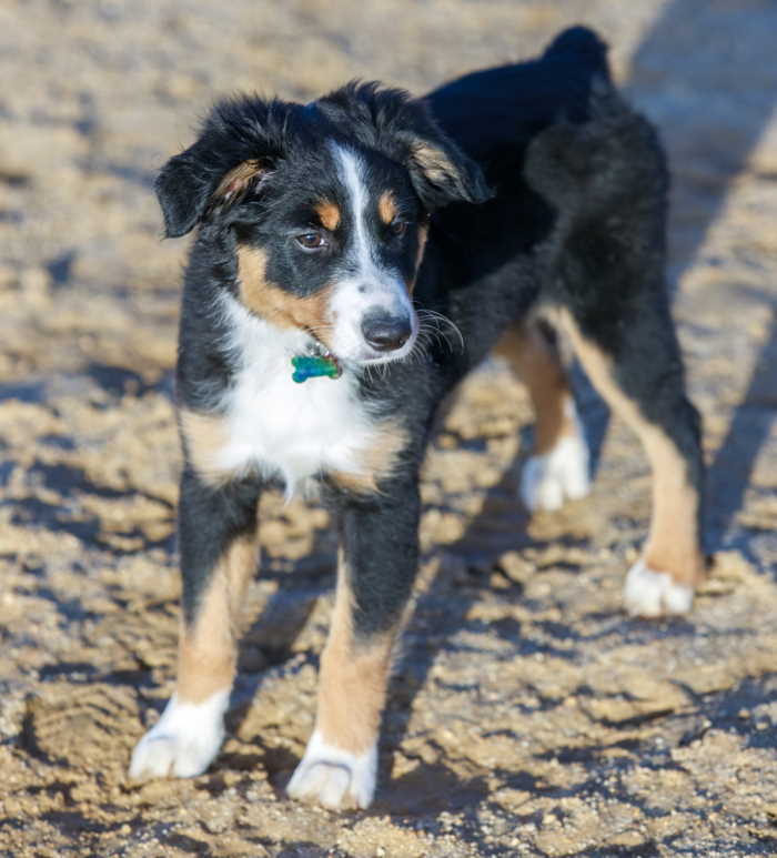 Miniature American Shepherd