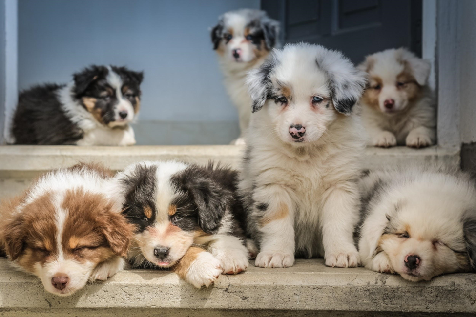 7 Miniature border collie puppies posing in front of the camera