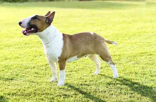 Minature Bull Terrier