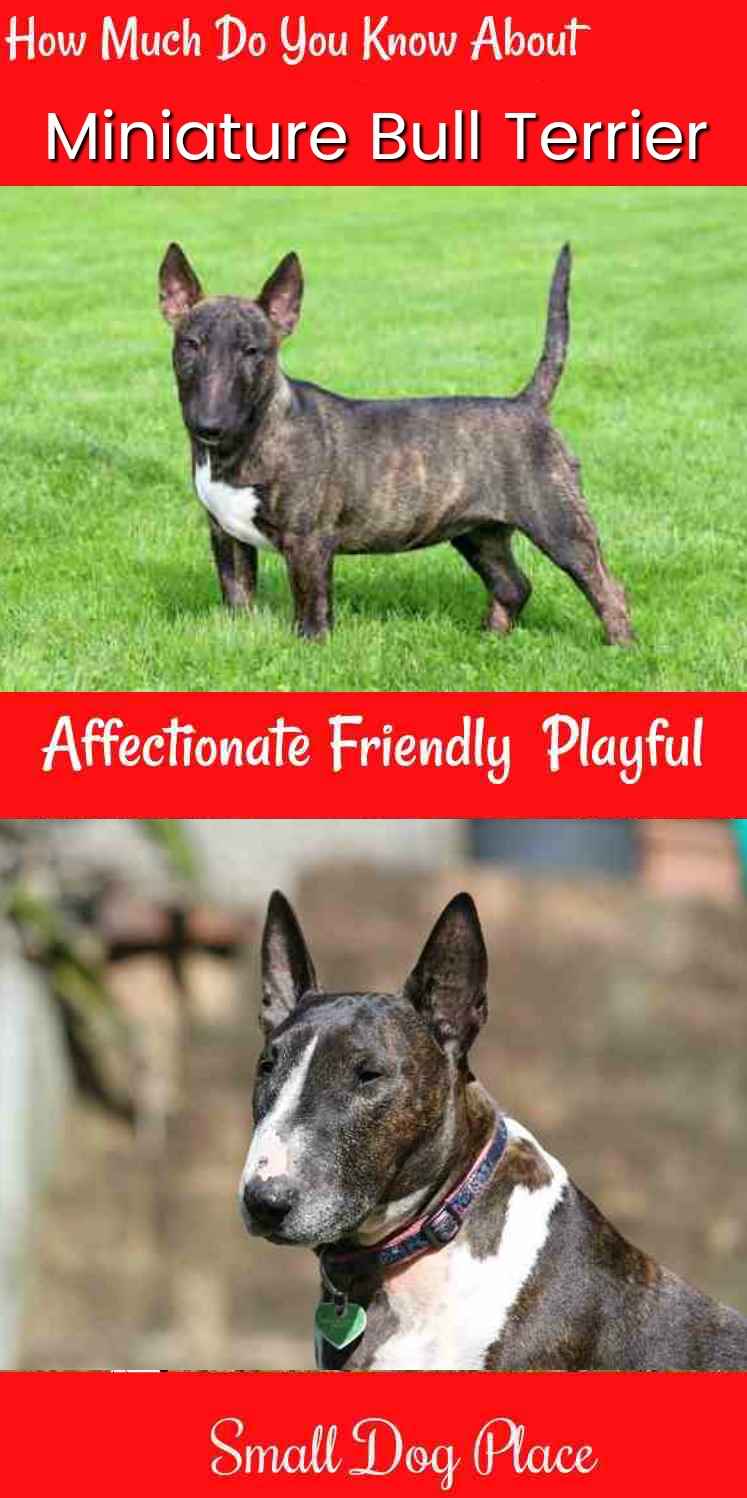 How Much do You Know about the Miniature Bull Terrier?