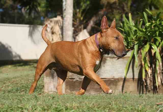 Miniature Bull Terrier Miniature Bull Terrier