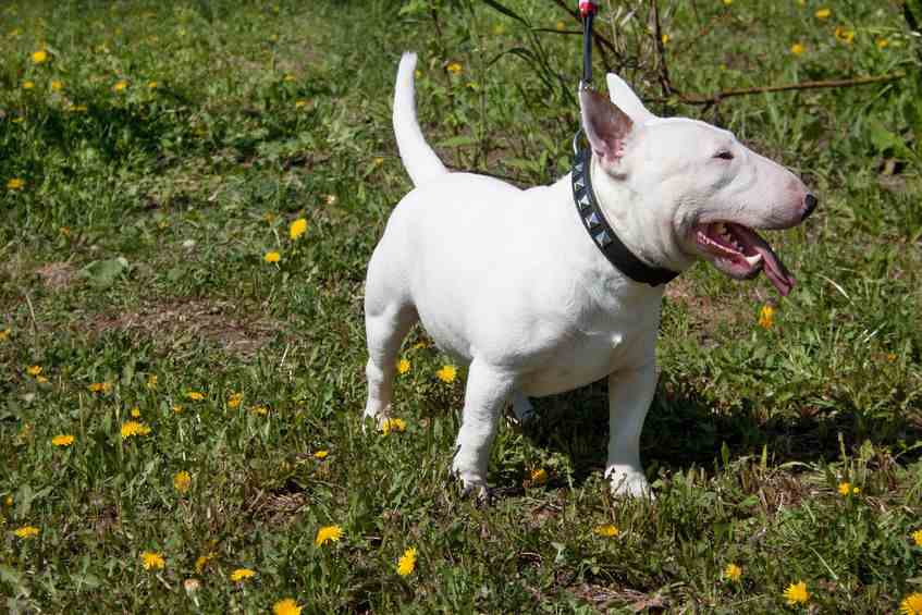 White Miniature Bull Terrier