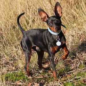 Miniature Pinscher standing in a field
