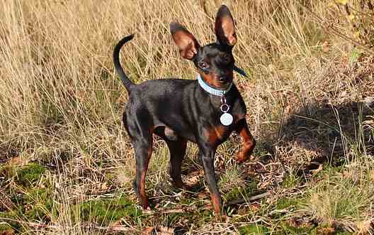 wire fox pinscher