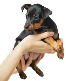 Miniature Pinscher Miniature Pinscher