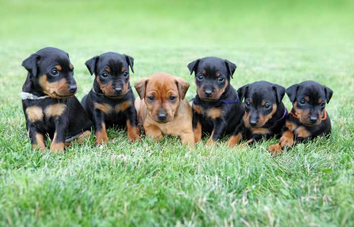 A litter of Min Pin puppies sitting on the grass.