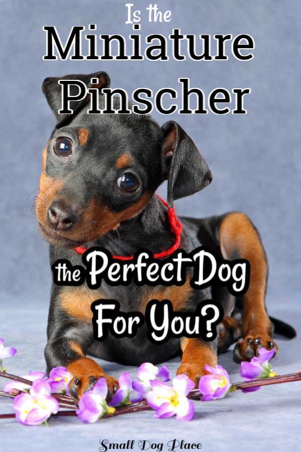 Pin Image of the Miniature Pincher Puppy