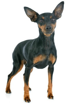 doberman small size