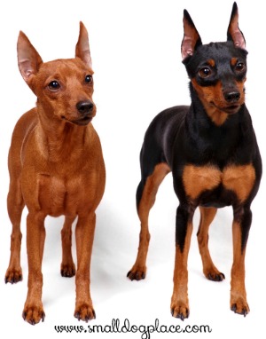 Miniature Pinscher Miniature Pinscher
