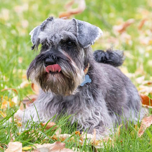 A miniature schnauzer sitting in a field of grass and leaves