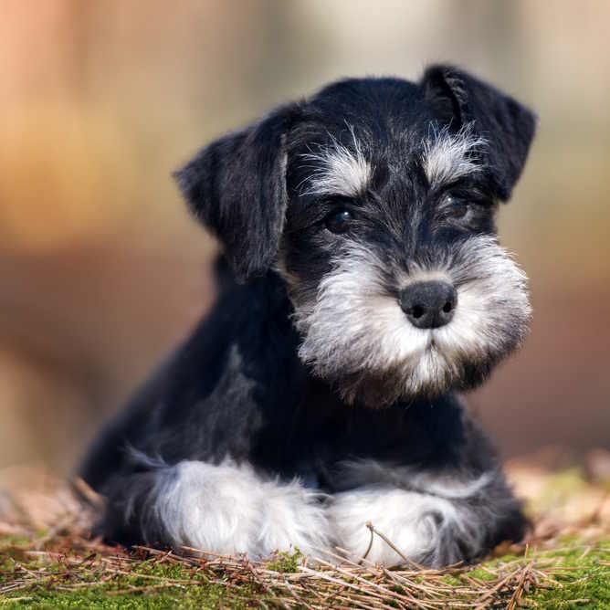 A black miniature schnauzer posing outside