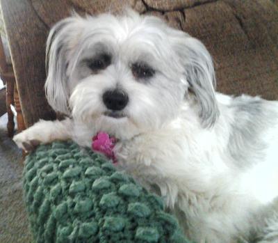 Our Molly, a Shih Tzu-Bichon Frise Hybrid