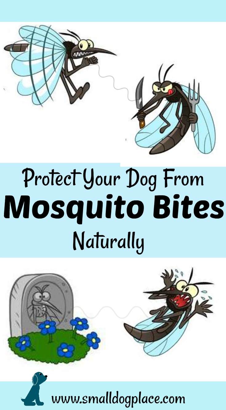 Learn how to deal with mosquito bites on dogs: Natural remedies you can use now. Learn how to deal with mosquito bites on dogs