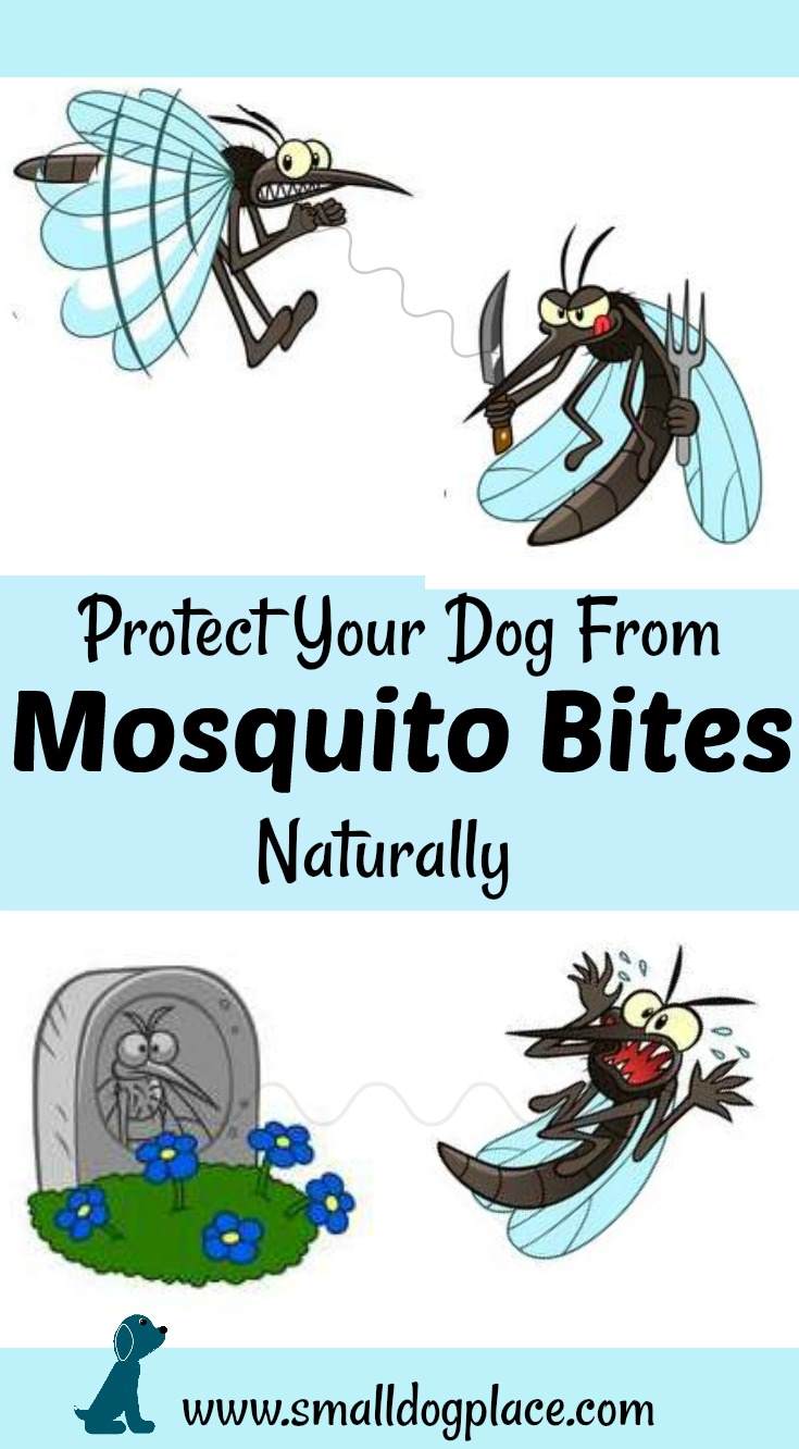 Learn how to deal with mosquito bites on dogs