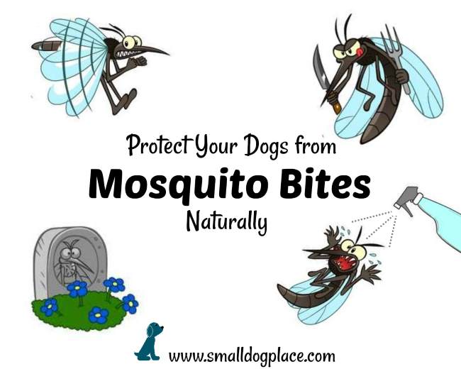 Mosquito Bites on Dogs