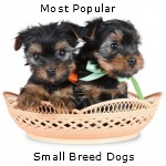 Most Popular Small Breed Dogs