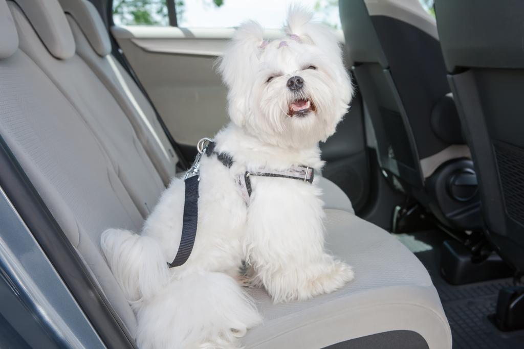 A white Shih Tzu dog is sitting in a car, restrained by a dog harness.