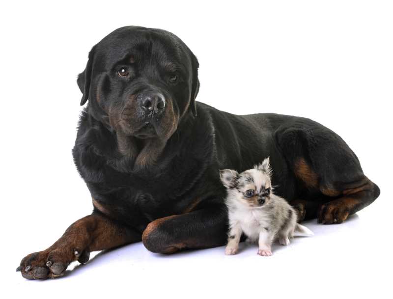 Moving with Pets: Embrace the differences between small and large dog breeds.