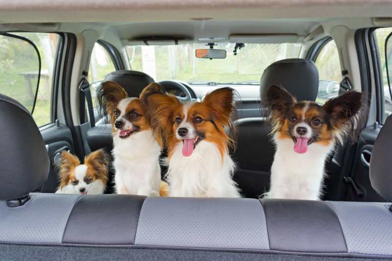 A group of Papillons are in the back seat of a car looking out the rear window