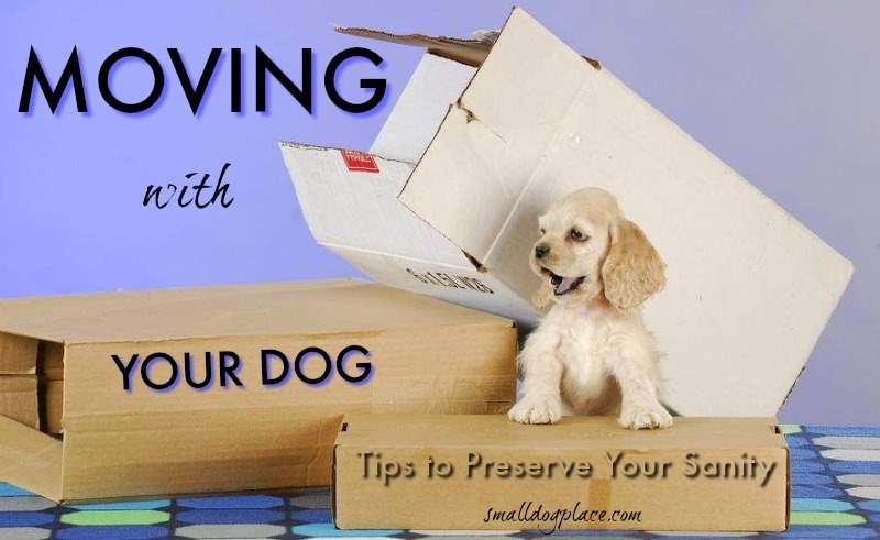 Moving abroad with your dog