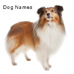 Choose a Perfect Dog Name
