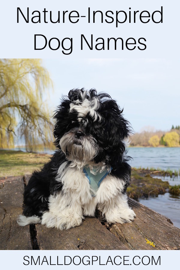 A small black and white dog sitting in front of a body of water on a pin image