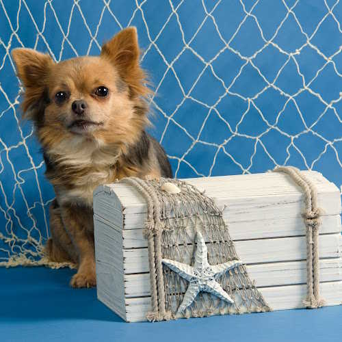 Dog Names Based on Nautical Terms