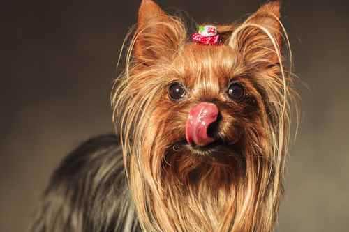 Yorkie shown here in full coat.